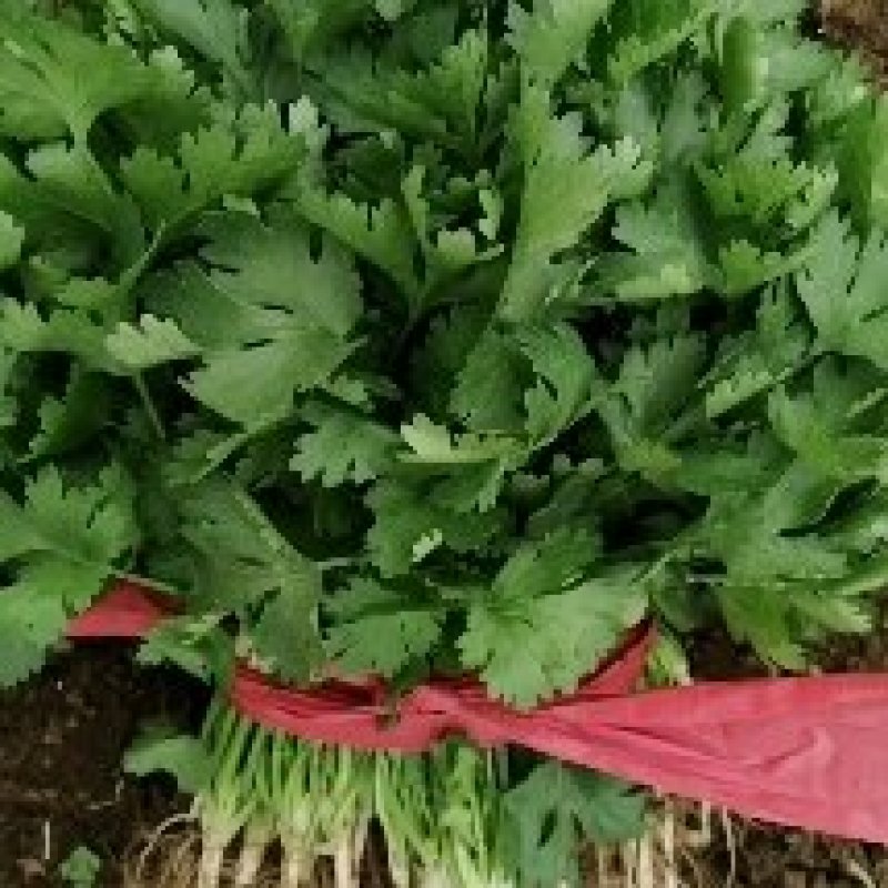 精品香菜