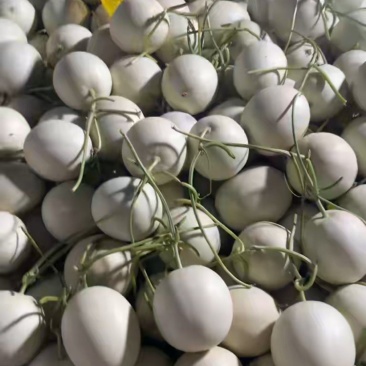 莘县中国蔬菜**县玉菇甜瓜