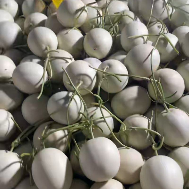 莘县中国蔬菜**县玉菇甜瓜