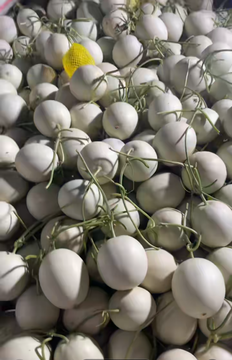 莘县中国蔬菜**县玉菇甜瓜
