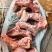 国产多肉前腿骨