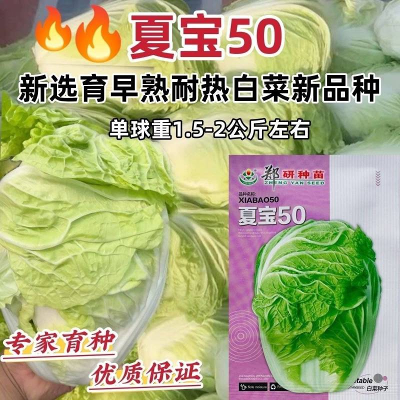 夏宝50耐热白菜种籽新品种结球紧实早熟耐储存大白菜种籽
