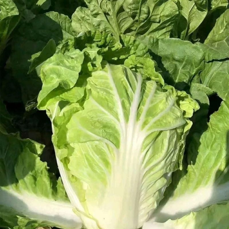 夏宝50耐热白菜种籽新品种结球紧实早熟耐储存大白菜种籽