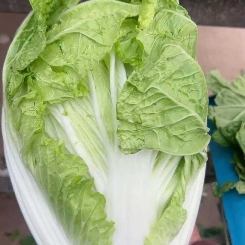 夏宝50耐热白菜种籽新品种结球紧实早熟耐储存大白菜种籽