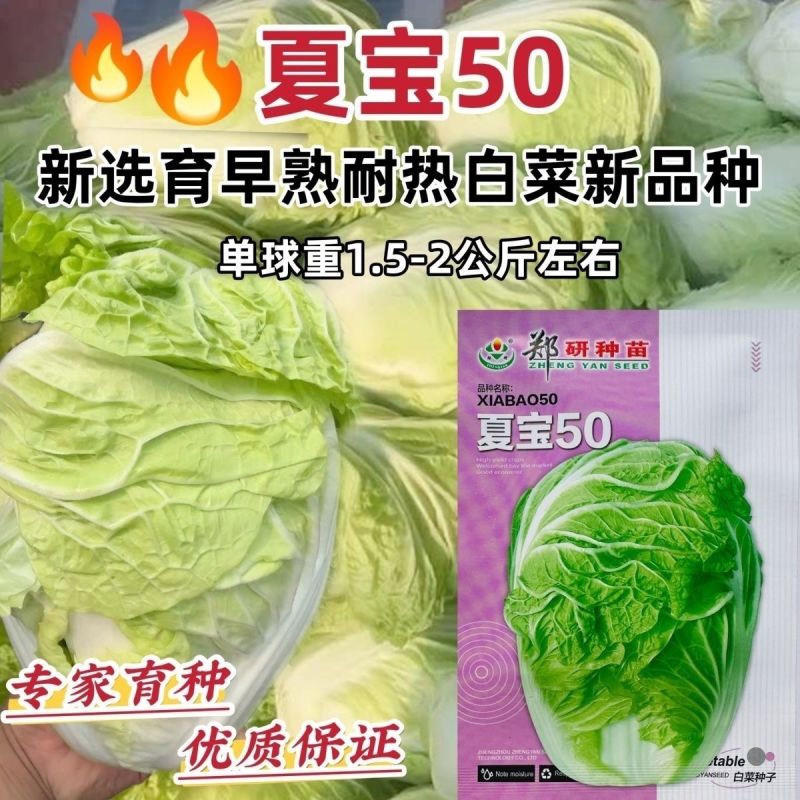 夏宝50耐热白菜种籽新品种结球紧实早熟耐储存大白菜种籽