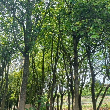 球花石楠15一18分