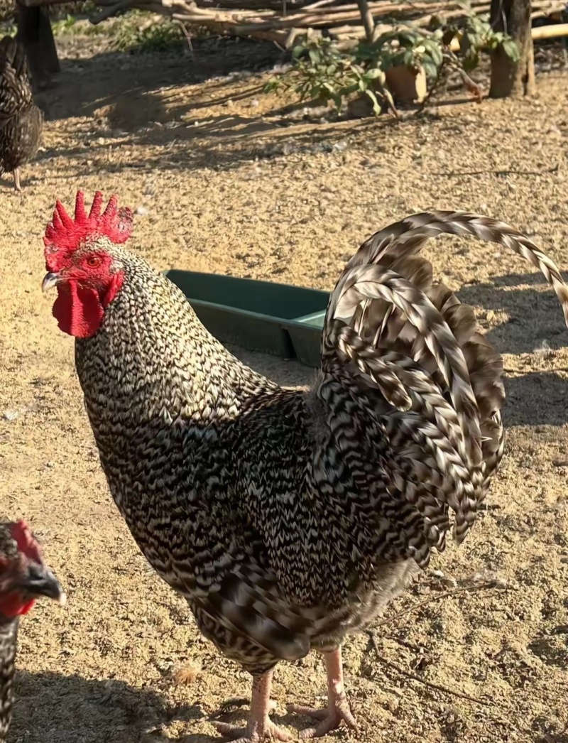 散养纯种芦花鸡青年鸡下蛋母鸡肉质紧实