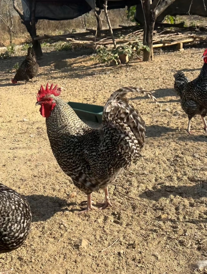 散养纯种芦花鸡青年鸡下蛋母鸡肉质紧实