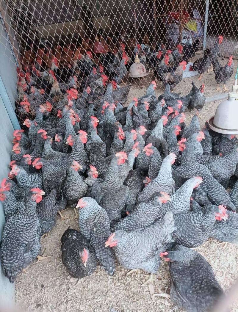 散养纯种芦花鸡青年鸡下蛋母鸡肉质紧实