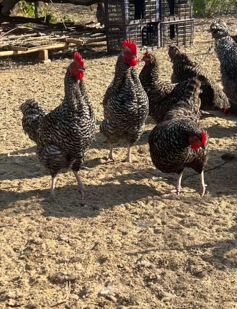散养纯种芦花鸡青年鸡下蛋母鸡肉质紧实