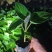 （推荐）树番茄苗根系发达成活率高果实量大可以谈