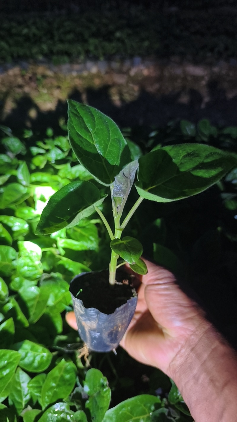 （推荐）树番茄苗根系发达成活率高果实量大可以谈