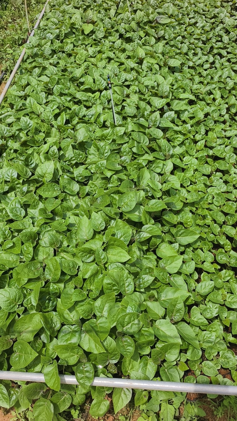 （推荐）树番茄苗根系发达成活率高果实量大可以谈