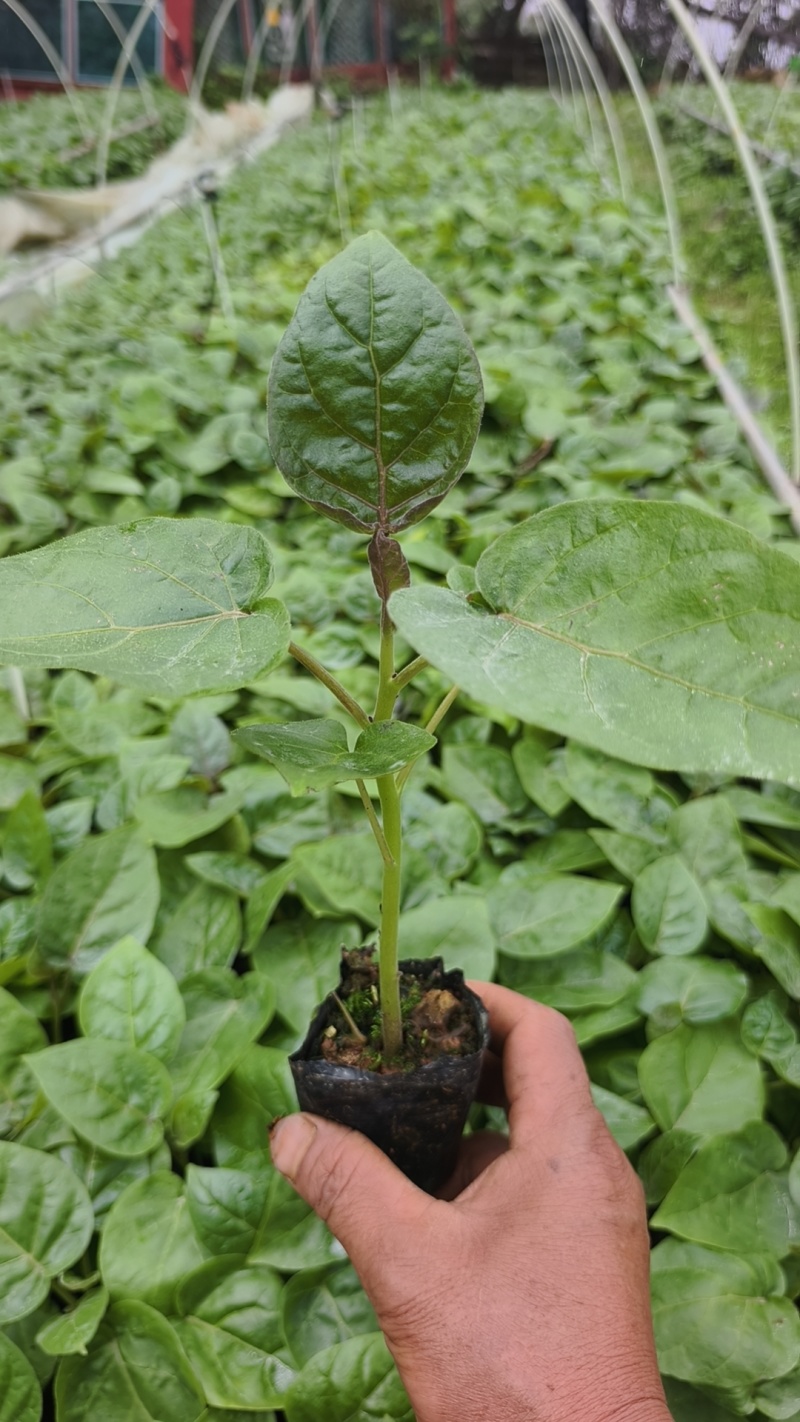 （推荐）树番茄苗根系发达成活率高果实量大可以谈