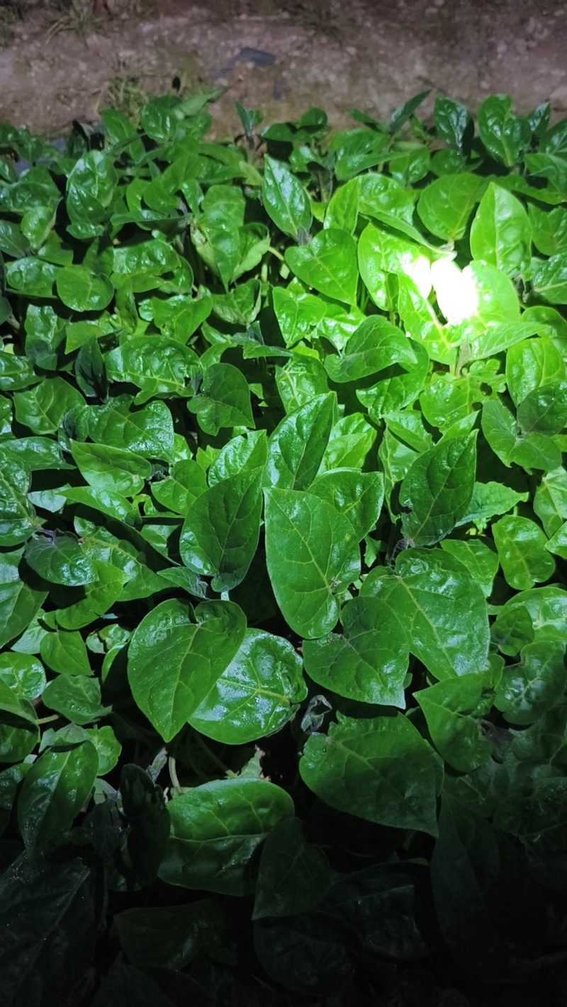 （推荐）树番茄苗根系发达成活率高果实量大可以谈