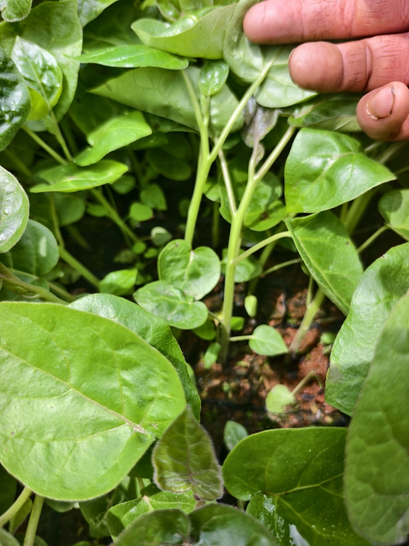 （推荐）树番茄苗根系发达成活率高果实量大可以谈