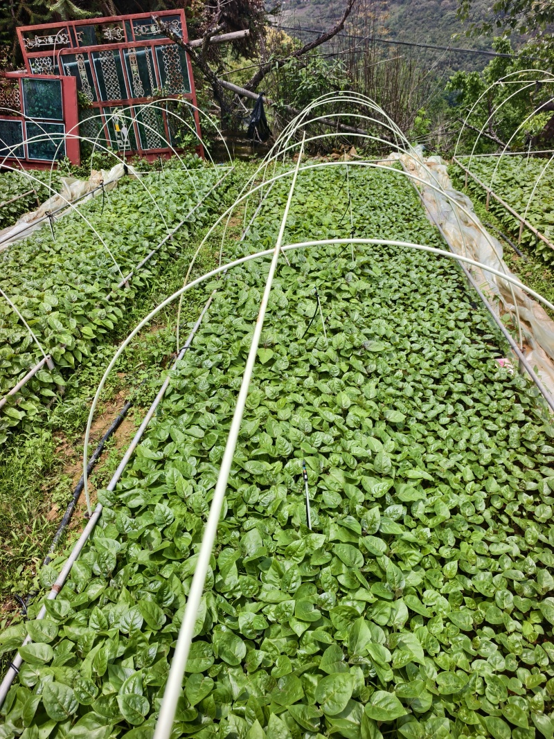 （推荐）树番茄苗根系发达成活率高果实量大可以谈