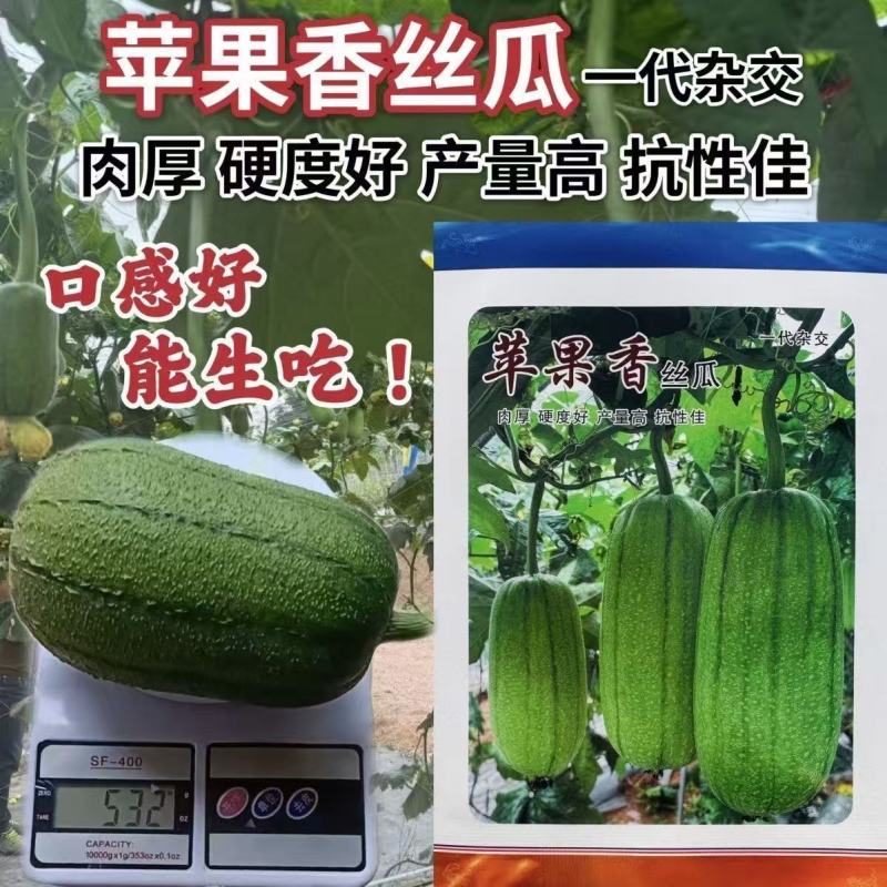 中田金品圆帅丝瓜种子中筒形绿皮肉丝瓜种籽高温不褐色口感