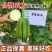 中田金品圆帅丝瓜种子中筒形绿皮肉丝瓜种籽高温不褐色口感