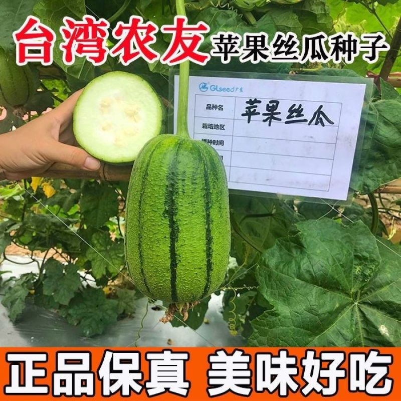 中田金品圆帅丝瓜种子中筒形绿皮肉丝瓜种籽高温不褐色口感