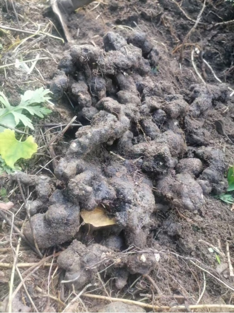 猪苓大量供应陕西产地直发，量大从优规格齐全