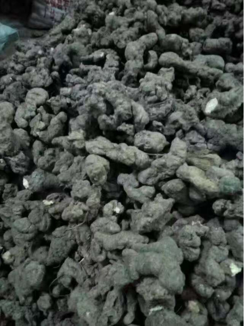 猪苓大量供应陕西产地直发，量大从优规格齐全