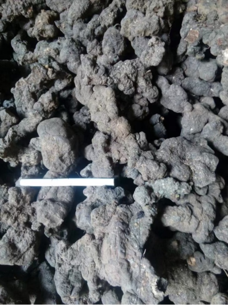 猪苓大量供应陕西产地直发，量大从优规格齐全