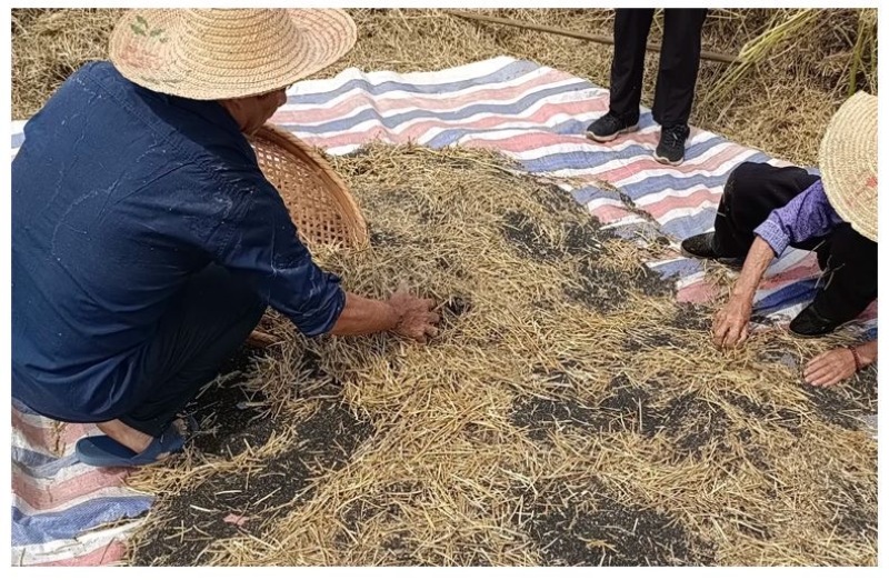 正宗苏北农家土榨特香菜籽油