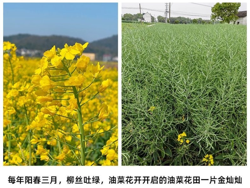 正宗苏北农家土榨特香菜籽油