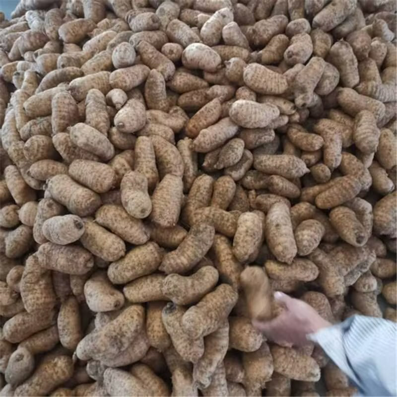 陕西天麻，天麻片大量供应一手货，规格齐全，量大从优