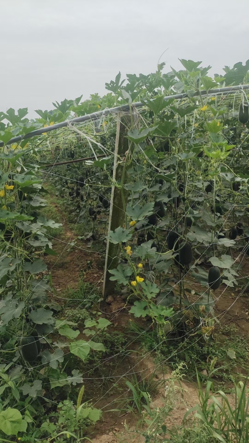 精品水果冬瓜大量有货供应质量好价格便宜