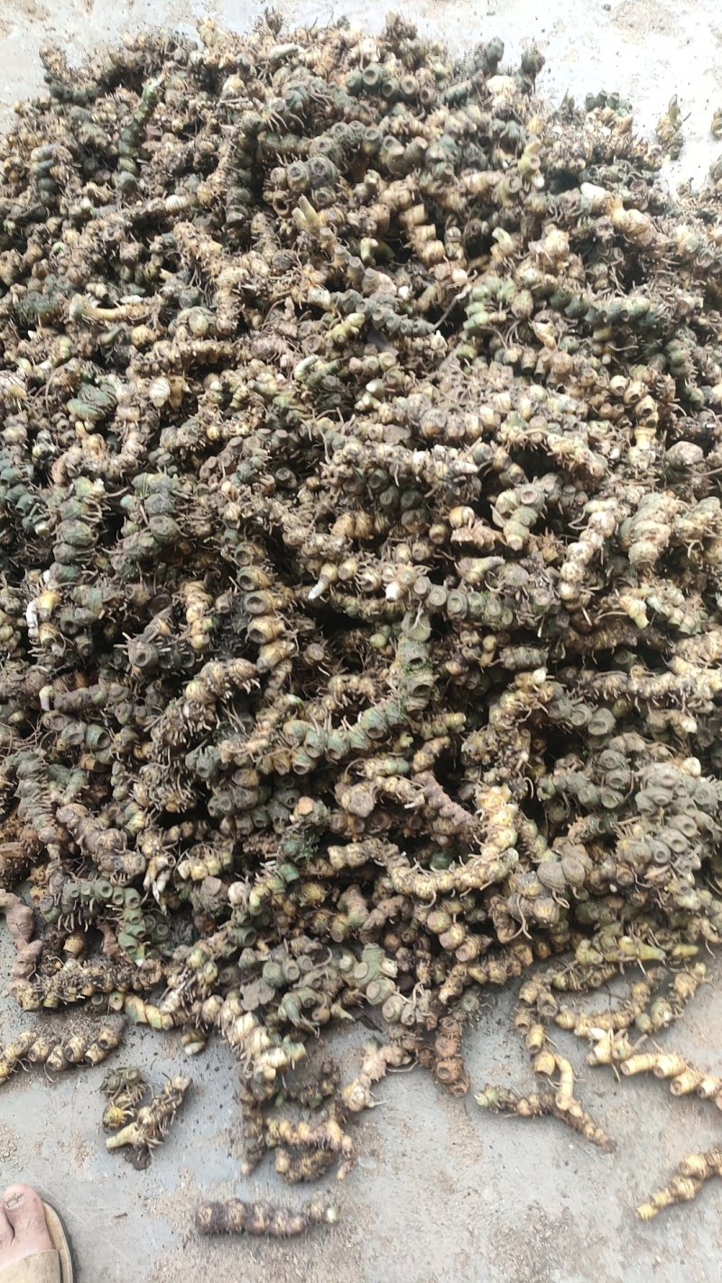 竹根七