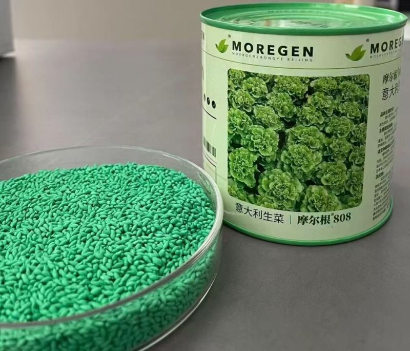 奶油生菜种子长势快耐寒耐热生菜叶片肥厚光滑甜脆春秋播种