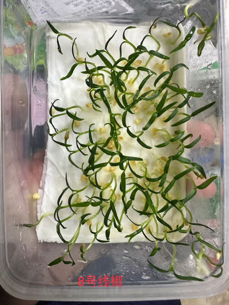 奶油生菜种子长势快耐寒耐热生菜叶片肥厚光滑甜脆春秋播种