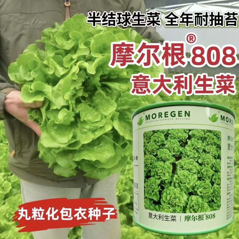奶油生菜种子长势快耐寒耐热生菜叶片肥厚光滑甜脆春秋播种