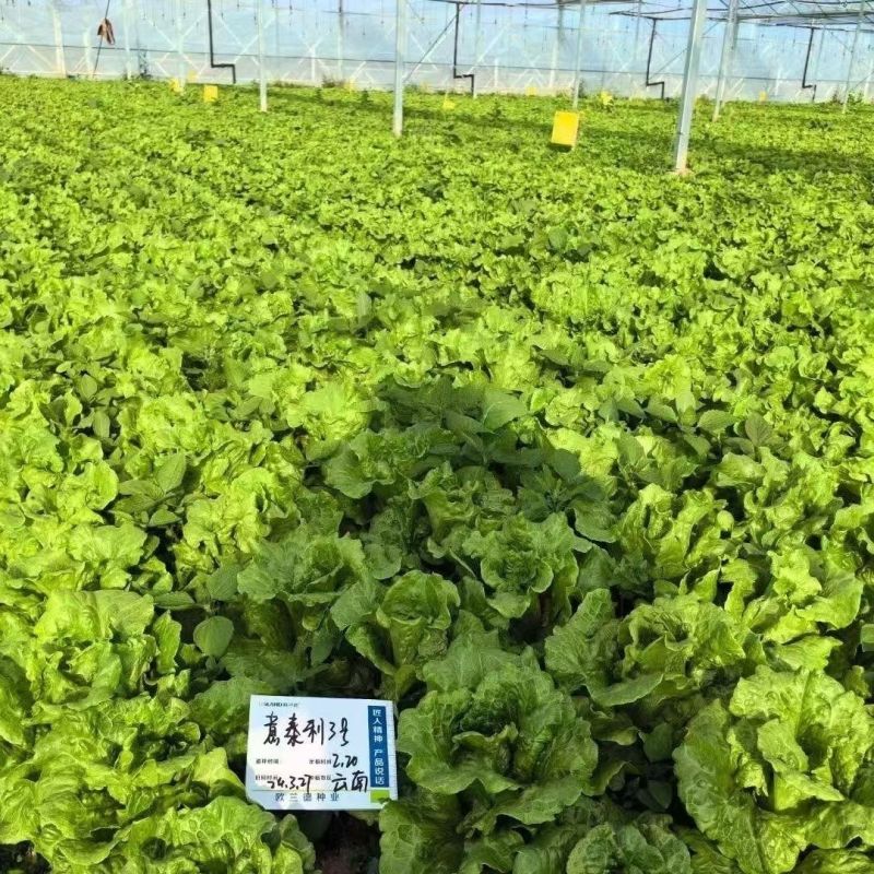 奶油生菜种子长势快耐寒耐热生菜叶片肥厚光滑甜脆春秋播种