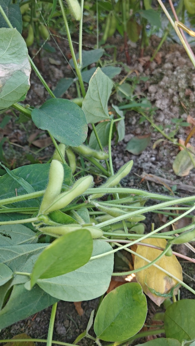 毛豆