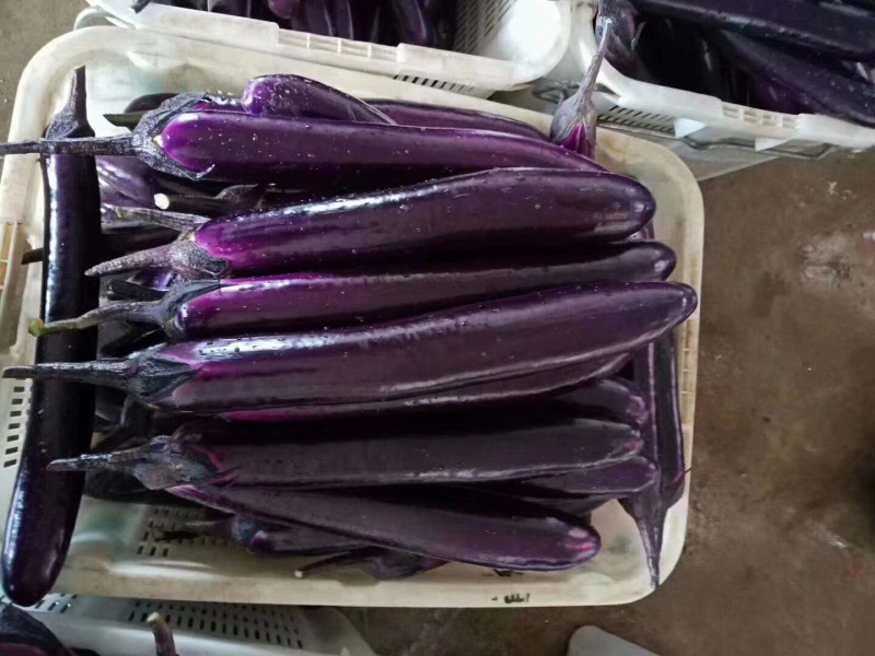 茄瓜🍆