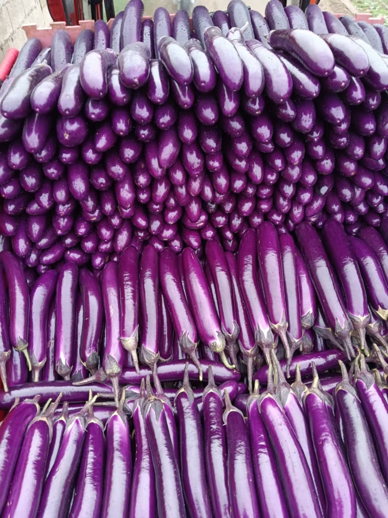 茄瓜🍆