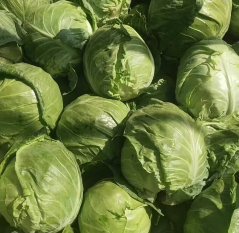 圆包菜圆甘蓝，产地直发，一手货源，保质保量，大吨位供货