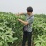 黄秋葵种子高产绿秋葵种子南北易种植阳台盆栽蔬菜种子庭院种