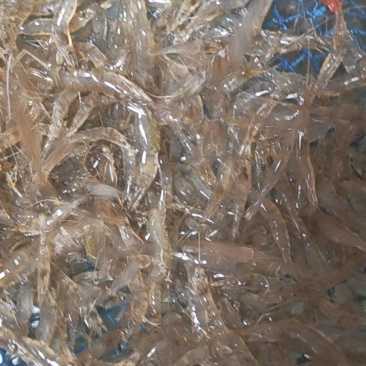 当天捕捞当天发货