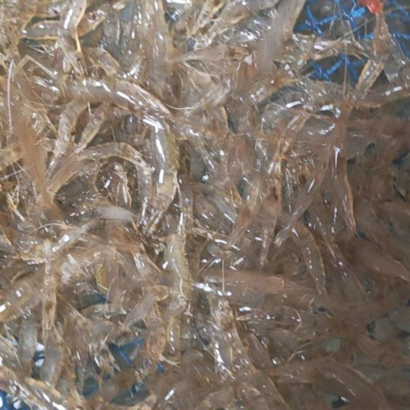 当天捕捞当天发货
