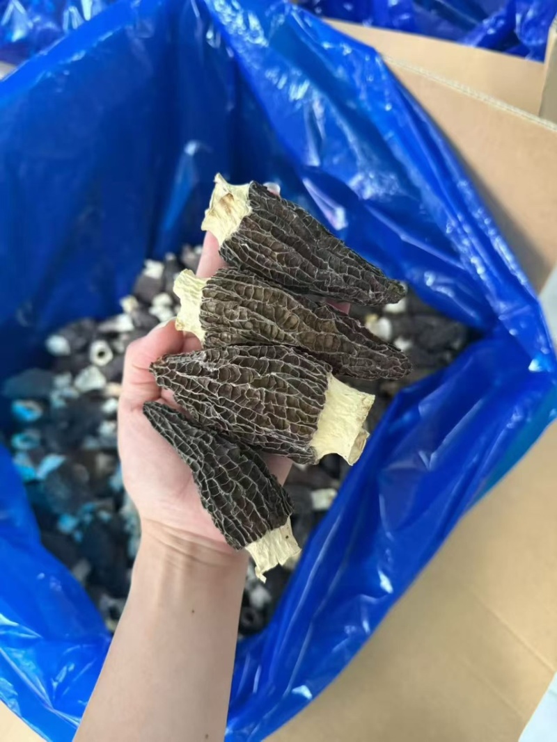 广东广州越秀区食用菌干货批发羊肚菌优质货可视频看