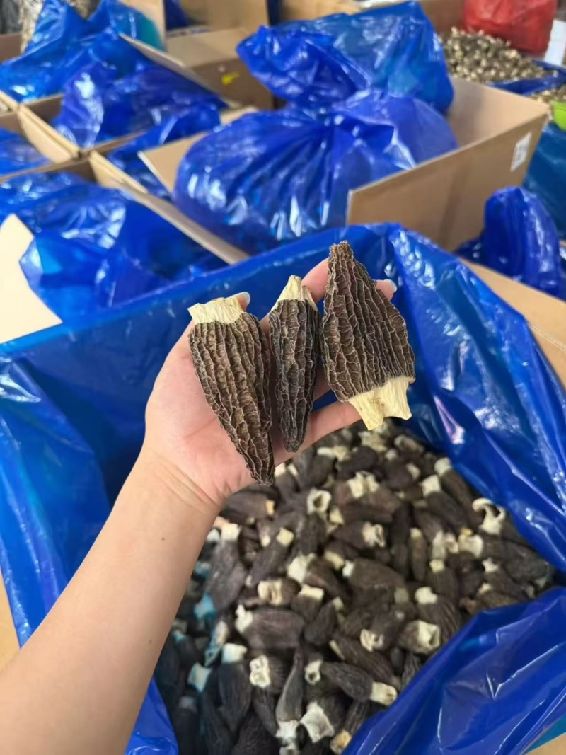 广东广州越秀区食用菌干货批发羊肚菌优质货可视频看