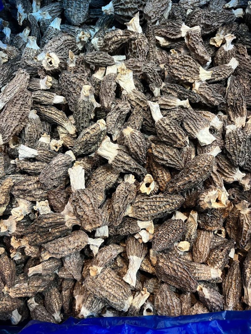 广东广州越秀区食用菌干货批发羊肚菌优质货可视频看