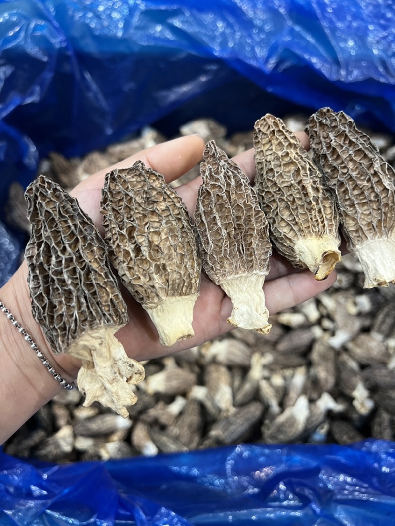 广东广州越秀区食用菌干货批发羊肚菌优质货可视频看