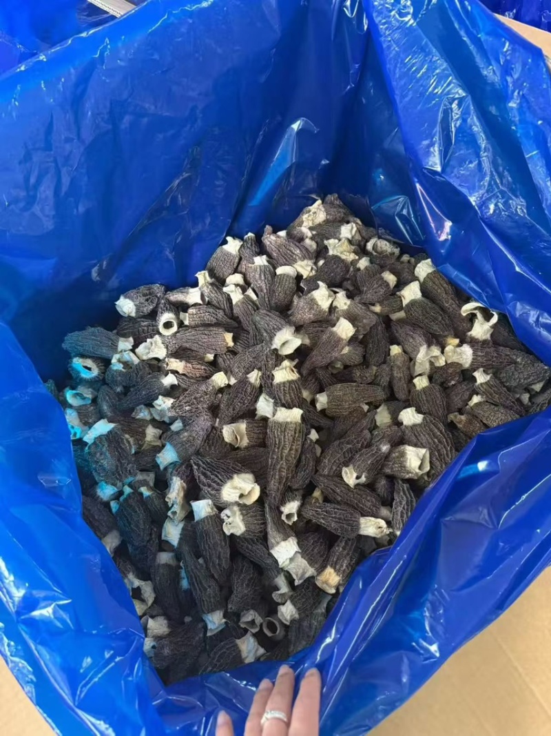 广东广州越秀区食用菌干货批发羊肚菌优质货可视频看