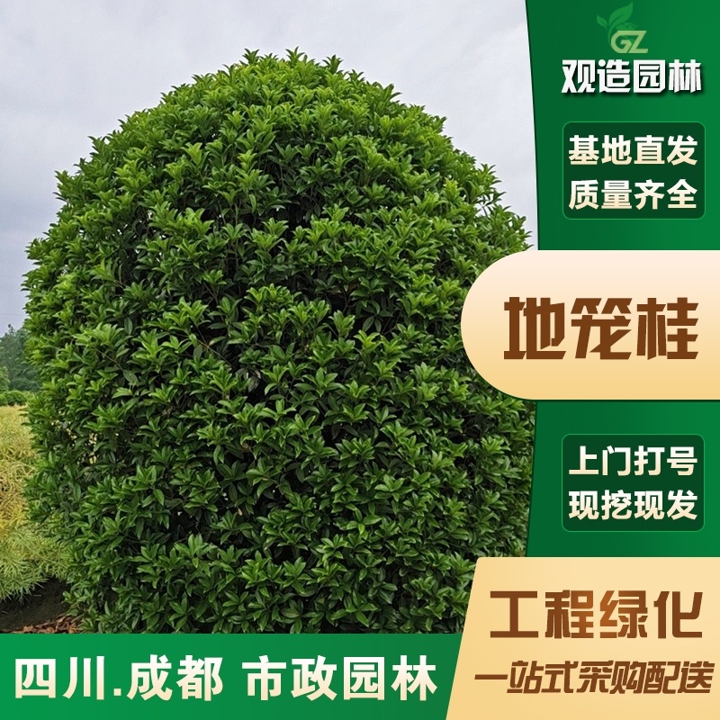 笼桂树苗四川园林绿化工程庭院别墅花园地栽造型球状景观植物