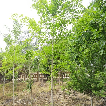 银杏4~8公分量大产地直发，欢迎咨询欢迎实地看货